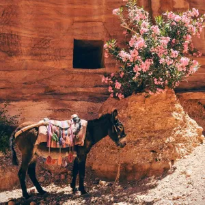 Cross Stitch | Mule - Black Donkey Near The Pink Flowers