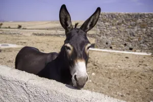 Cross Stitch | Mule - Donkey Standing Beside Concrete Wall